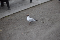 Chroicocephalus ridibundus