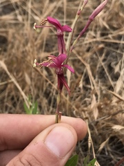 Oenothera hispida