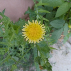 Sonchus