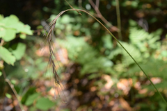 Elymus californicus