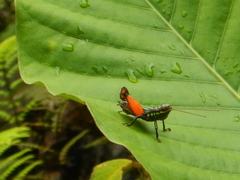 Pseudonautia avellinoi