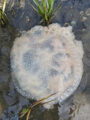 Phyllorhiza punctata