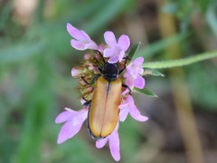 Lydus trimaculatus italicus