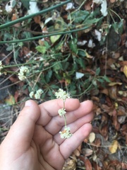 Eriogonum grande var. grande