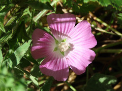 Malva punctata