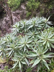 Echium acanthocarpum