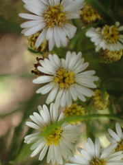 Darwiniothamnus tenuifolius