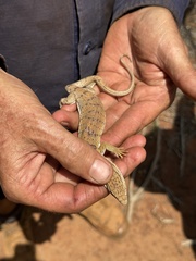 Pygmy Mulga Monitor photo 3