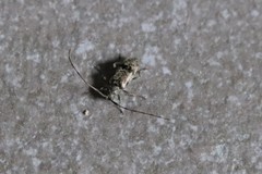 Leiopus femoratus