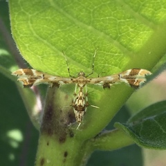 Geina periscelidactylus