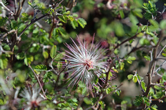 Calliandra eriophylla