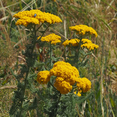 Achillea arabica