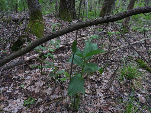 White Hellebore