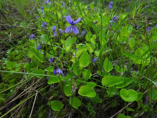 bog violet