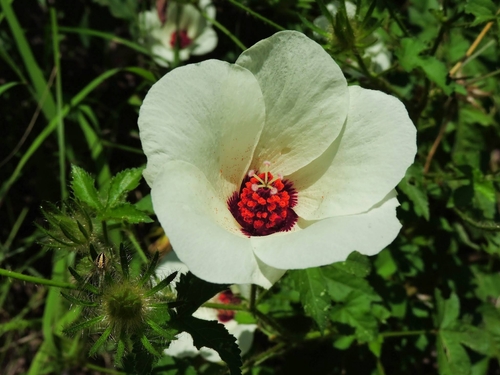 Arizona rosemallow (Hibiscus biseptus)
