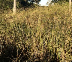Cyperus papyrus