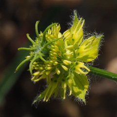 Nigella ciliaris