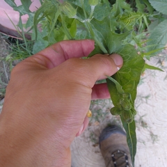 Sonchus