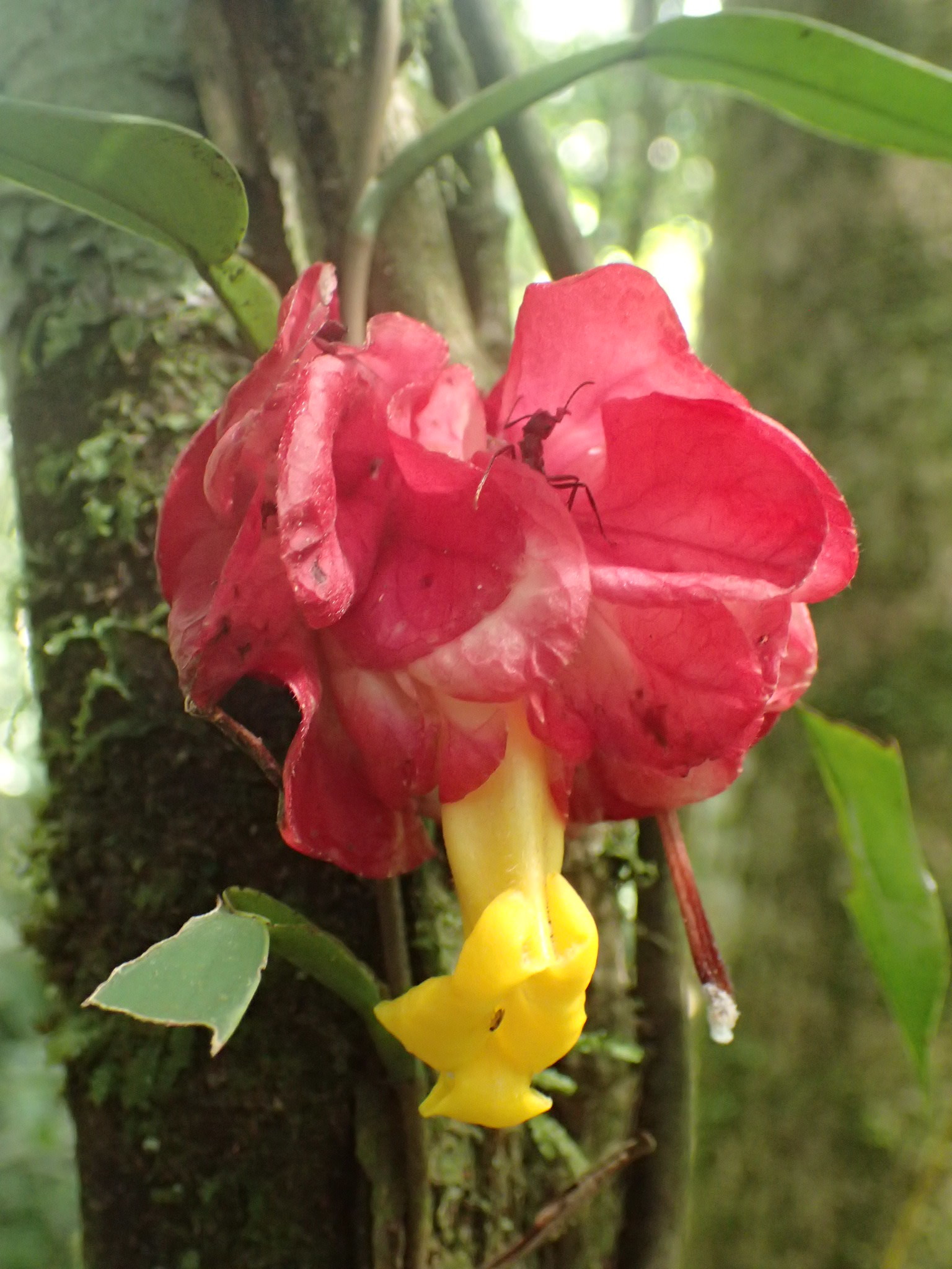 Drymonia coccinea