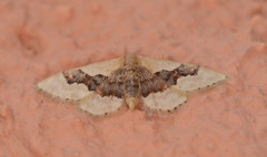 Idaea gemmata