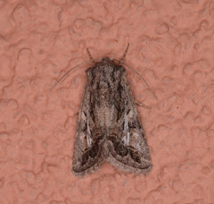 Ulolonche orbiculata