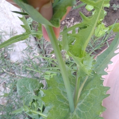 Sonchus
