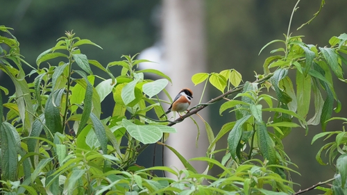 Black-throated Tit