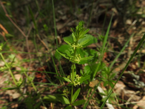 smooth crosswort