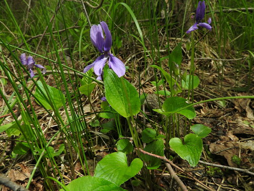 bog violet