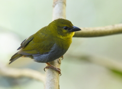 Nelicourvi Weaver photo 2