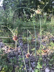 Allium