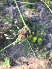 Allium