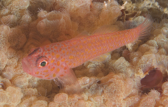 Large-Eye Pygmygoby photo 2