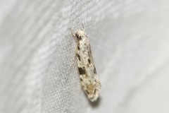 Nemapogon auropulvella