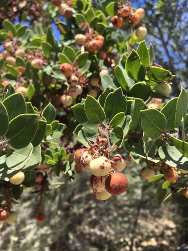 Image of Arctostaphylos catalinae by (c) mel letterman, some rights reserved (CC BY)