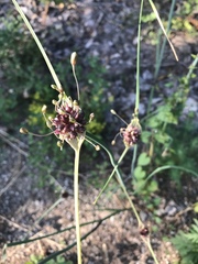 Allium