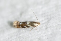 Bucculatrix canadensisella