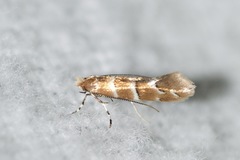 Lithocolletinae