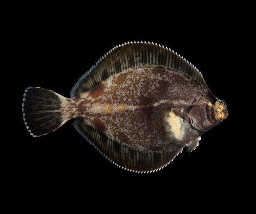 Krulvin-tong (Pleuronichthys decurrens) — Pleuronectidae — 5