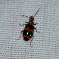 Lebia bitaeniata