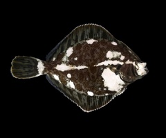 Curlfin Sole photo 5