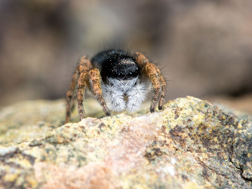 Aelurillus lutosus