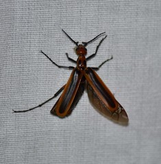 Pyrota tenuicostatis