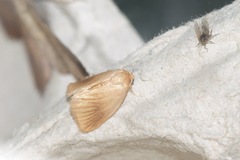 Tortricidia testacea