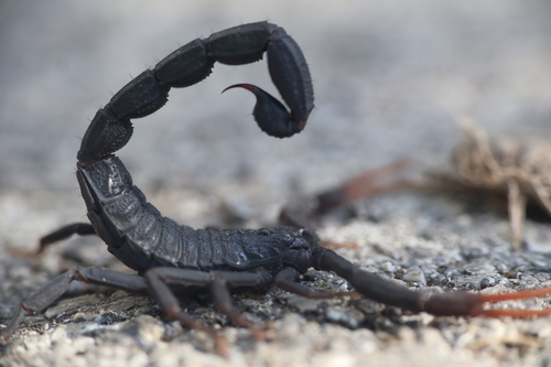 עקרב שחור יהודה (Black Scorpion)