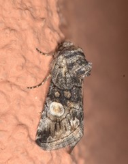 Copanarta aurea