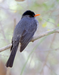 Malagasy Bulbul photo 2