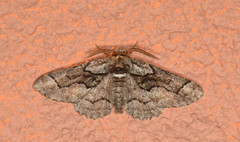 Phaeoura perfidaria