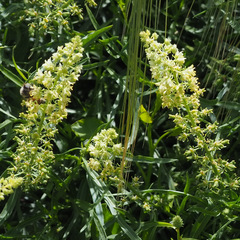Reseda lutea