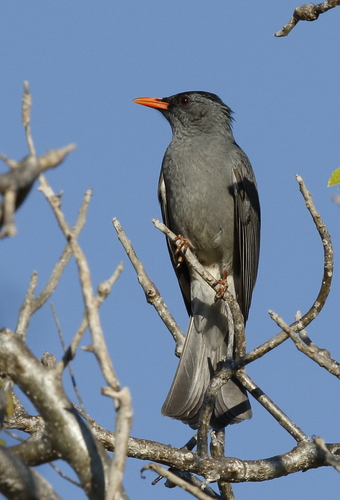 Malagasy Bulbul